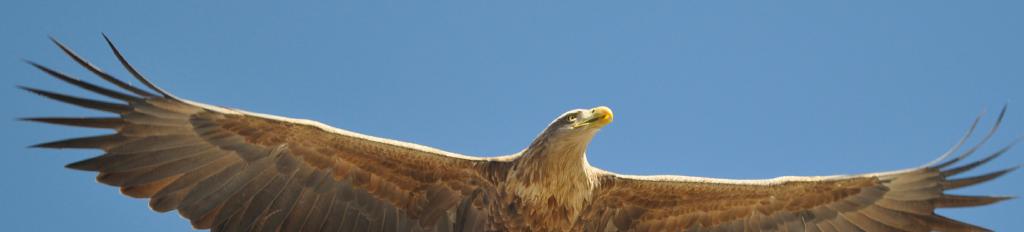 sea eagle header